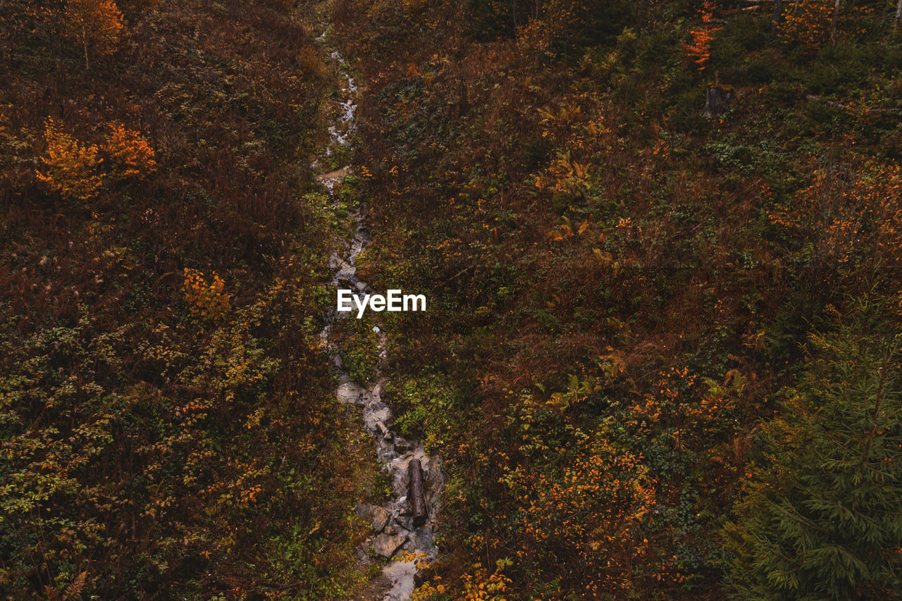 HIGH ANGLE VIEW OF WATER FLOWING IN FOREST