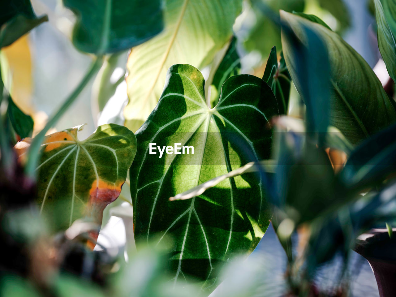 CLOSE-UP OF GREEN LEAVES