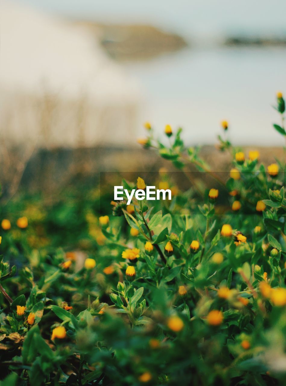 Close-up of yellow flowering plants on land