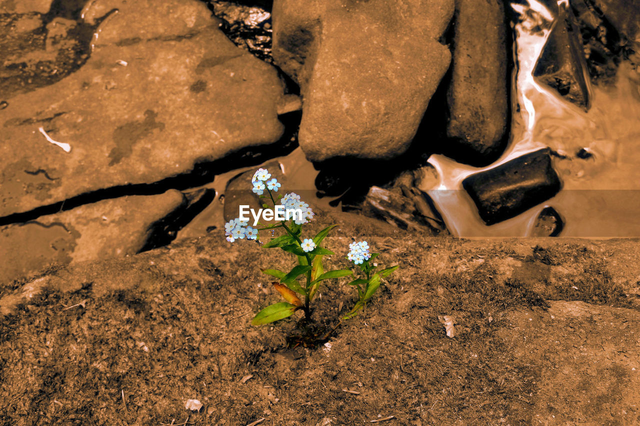 HIGH ANGLE VIEW OF LEAVES