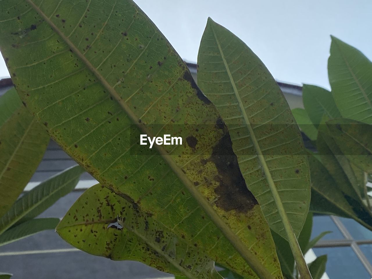 CLOSE-UP OF LEAVES ON PLANT OUTDOORS