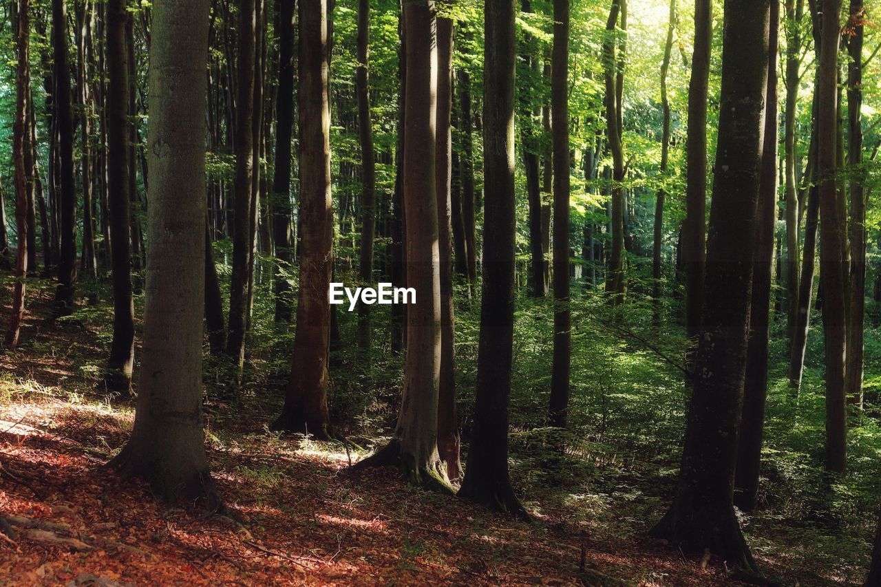 Close-up of trees in forest