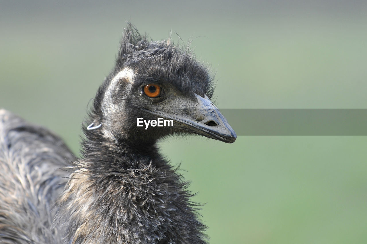 Close-up of a young bird