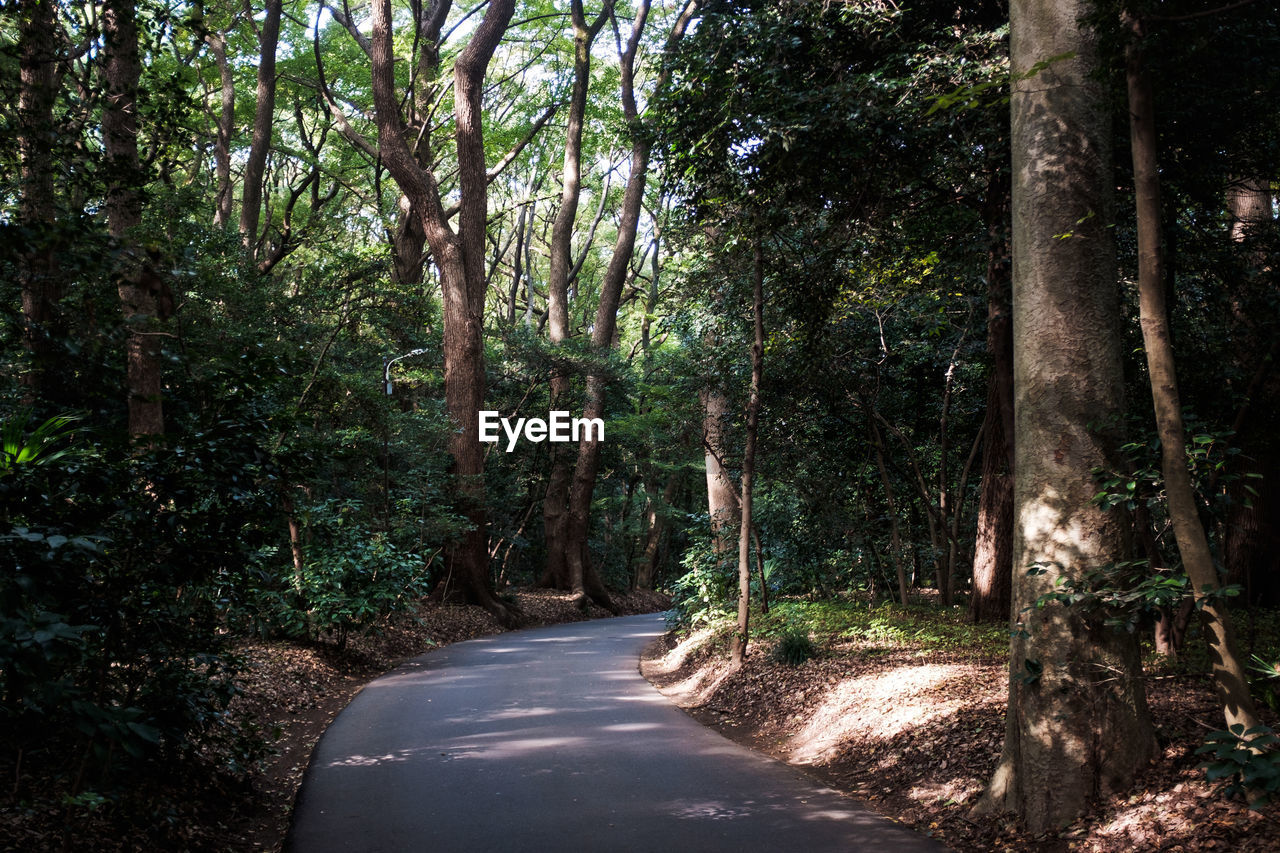 Road amidst trees in forest