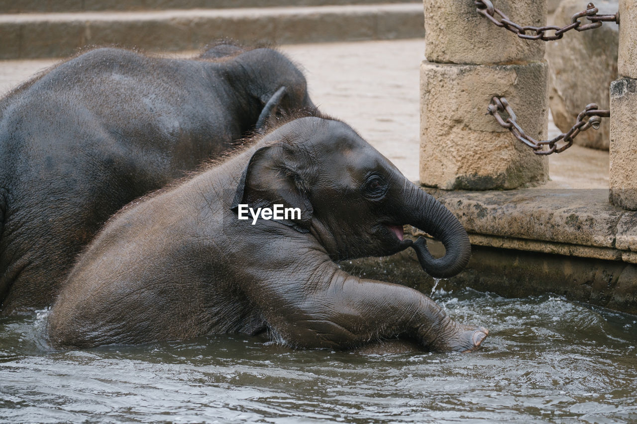 Elephant calves swimming in pond