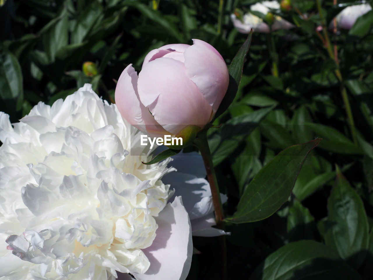 CLOSE-UP OF WHITE ROSE ON PLANT