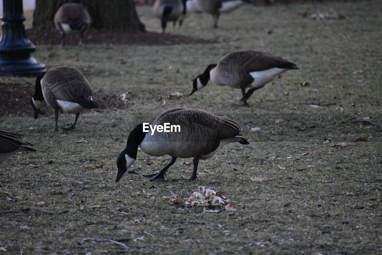 BIRDS ON RIVERBANK