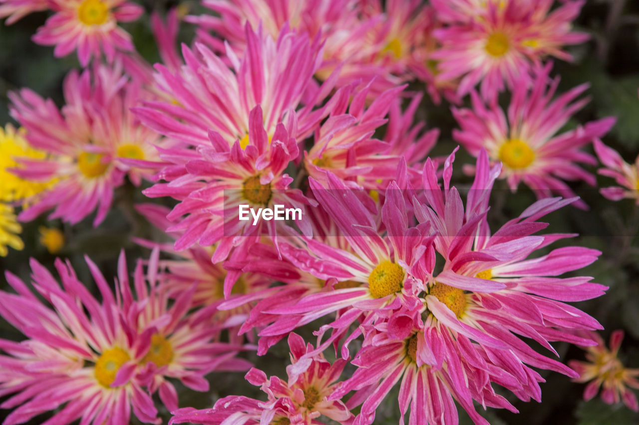 Close-up of purple flowers