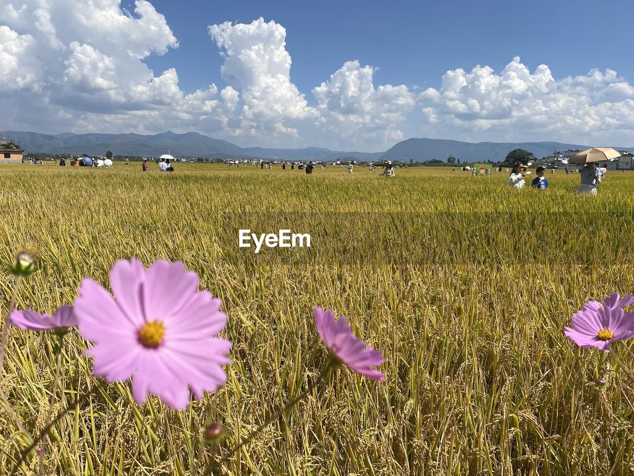 PURPLE FLOWERS ON FIELD AGAINST SKY