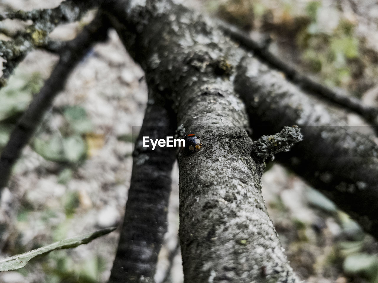 CLOSE-UP OF INSECT ON TREE