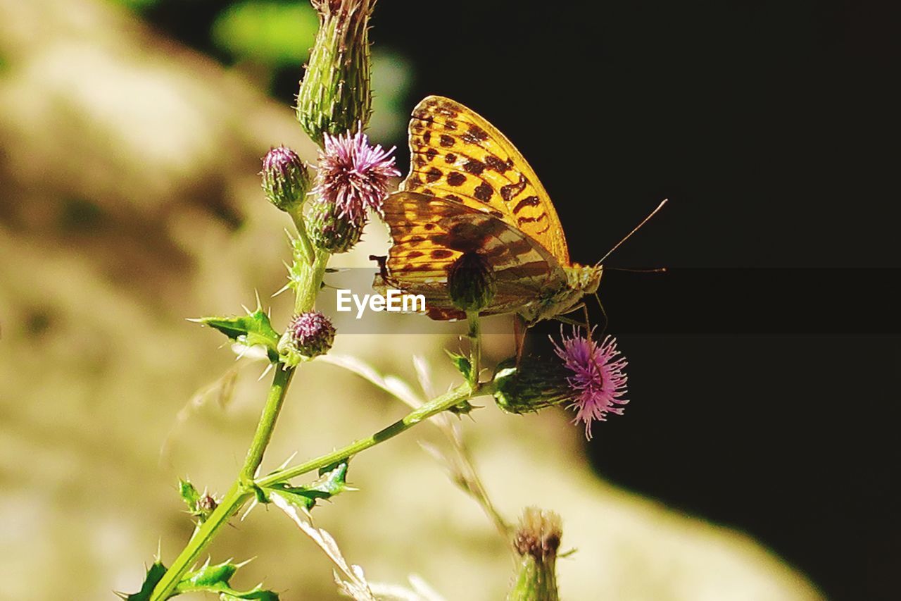 CLOSE-UP OF BUTTERFLY ON FLOWER