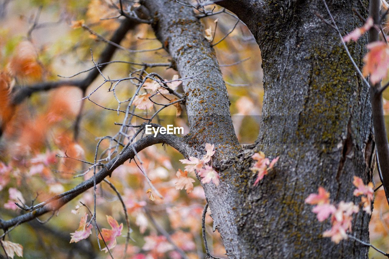 CLOSE-UP OF A TREE BRANCH