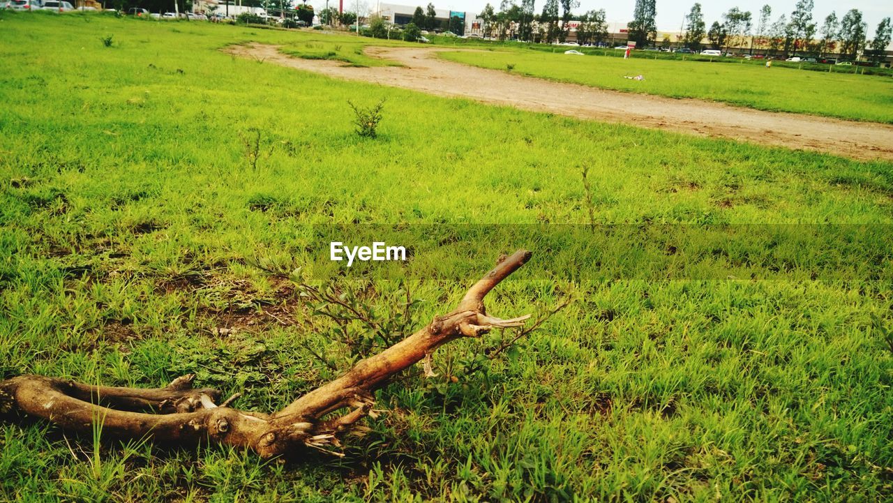 VIEW OF GRASSY FIELD