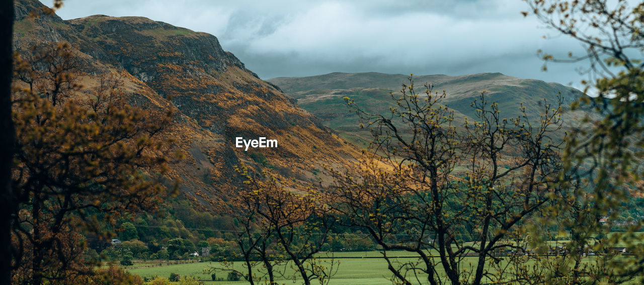 Panoramic view of the ochils hills in scotland covered in yellow gorse bushes