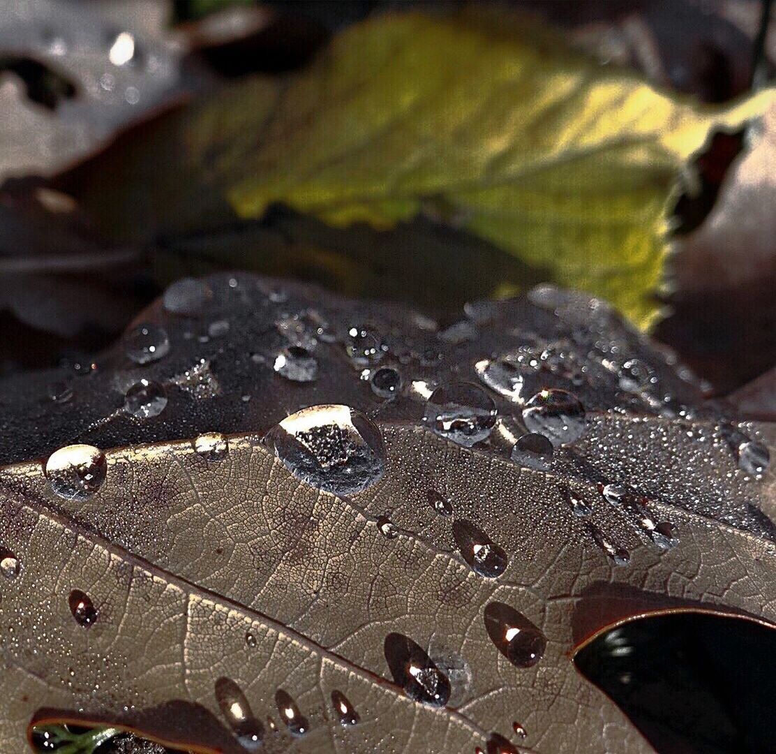 CLOSE UP VIEW OF LEAF