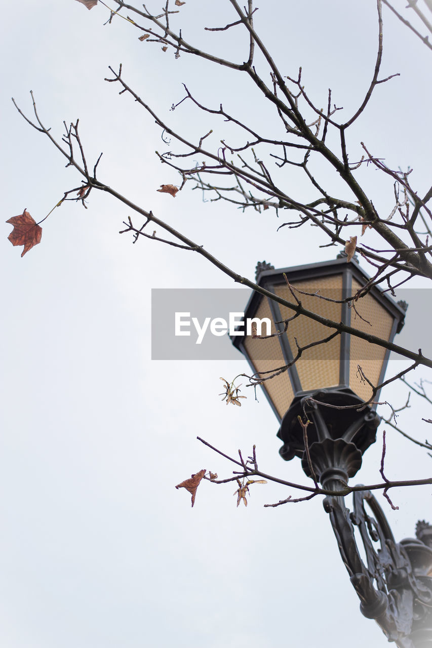 LOW ANGLE VIEW OF BIRD PERCHING ON TREE AGAINST SKY