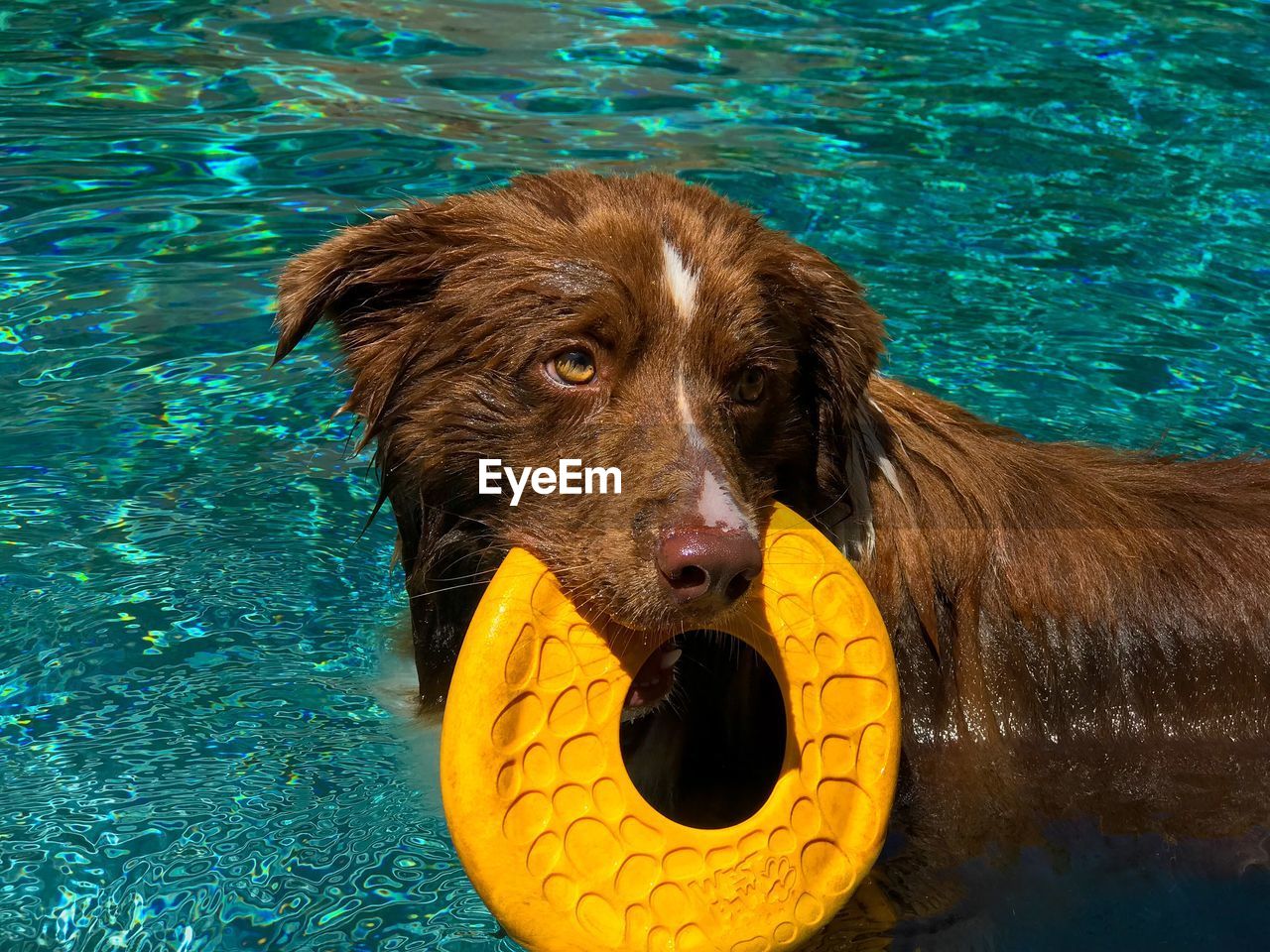 Portrait of dog in swimming pool