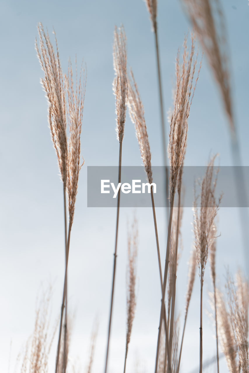 CLOSE-UP OF STALKS AGAINST SKY IN SUNLIGHT