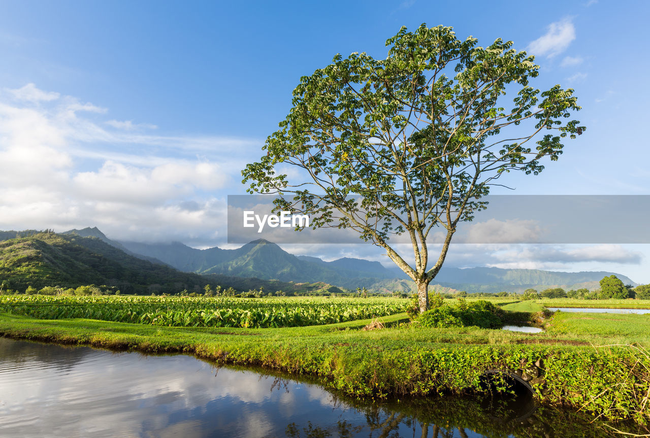 SCENIC VIEW OF TREE ON FIELD AGAINST SKY