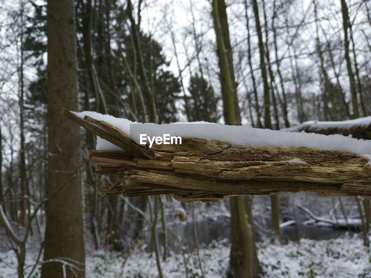 CLOSE-UP OF TREE TRUNK IN WINTER