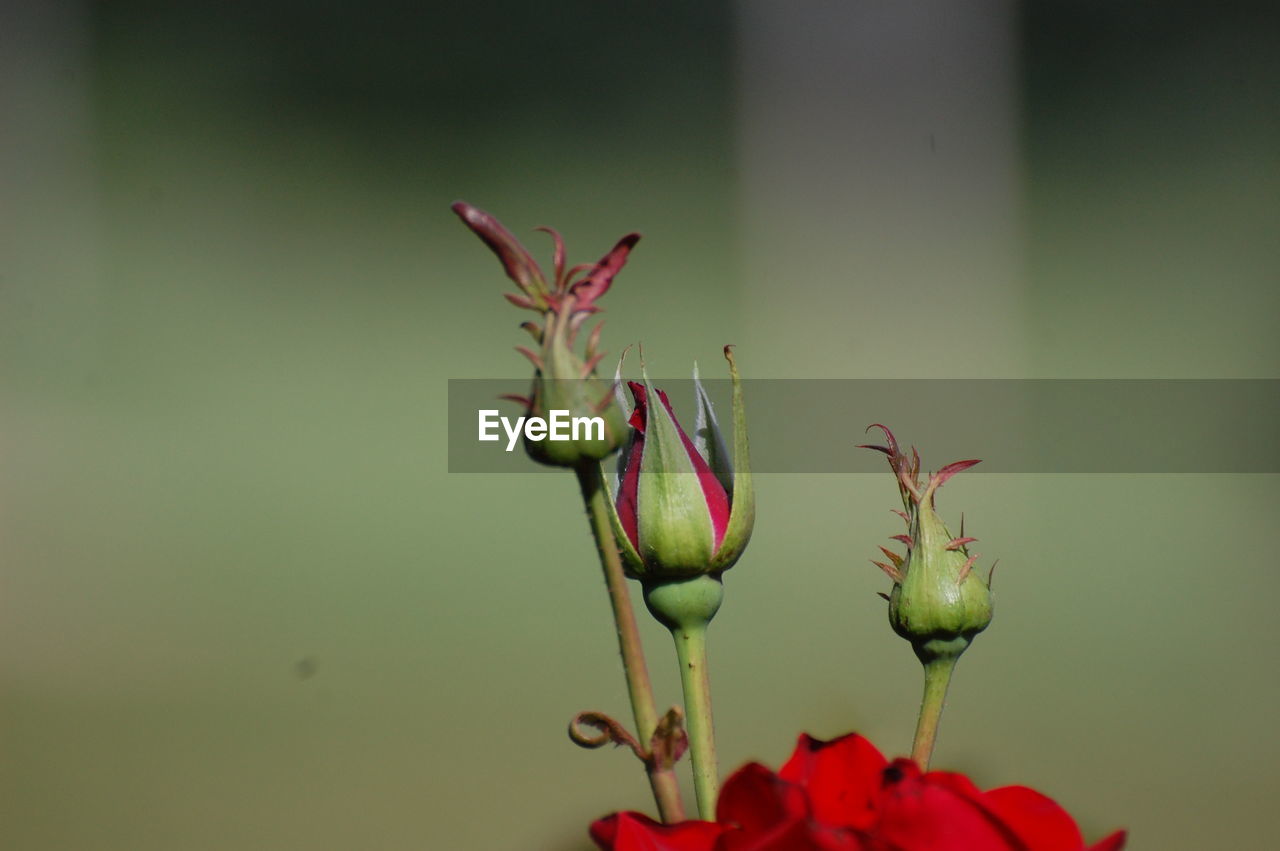 Close-up of red flower buds growing outdoors