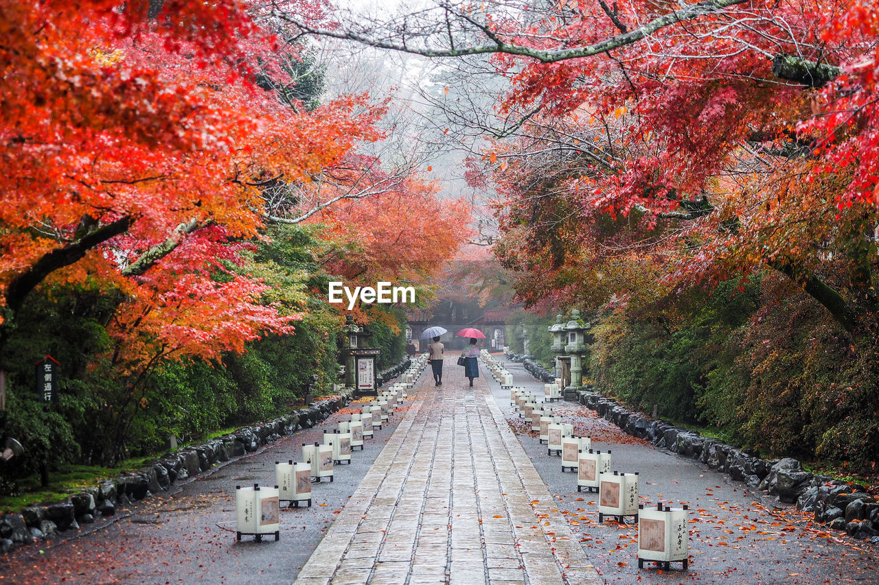 Rear view of people walking on footpath during autumn