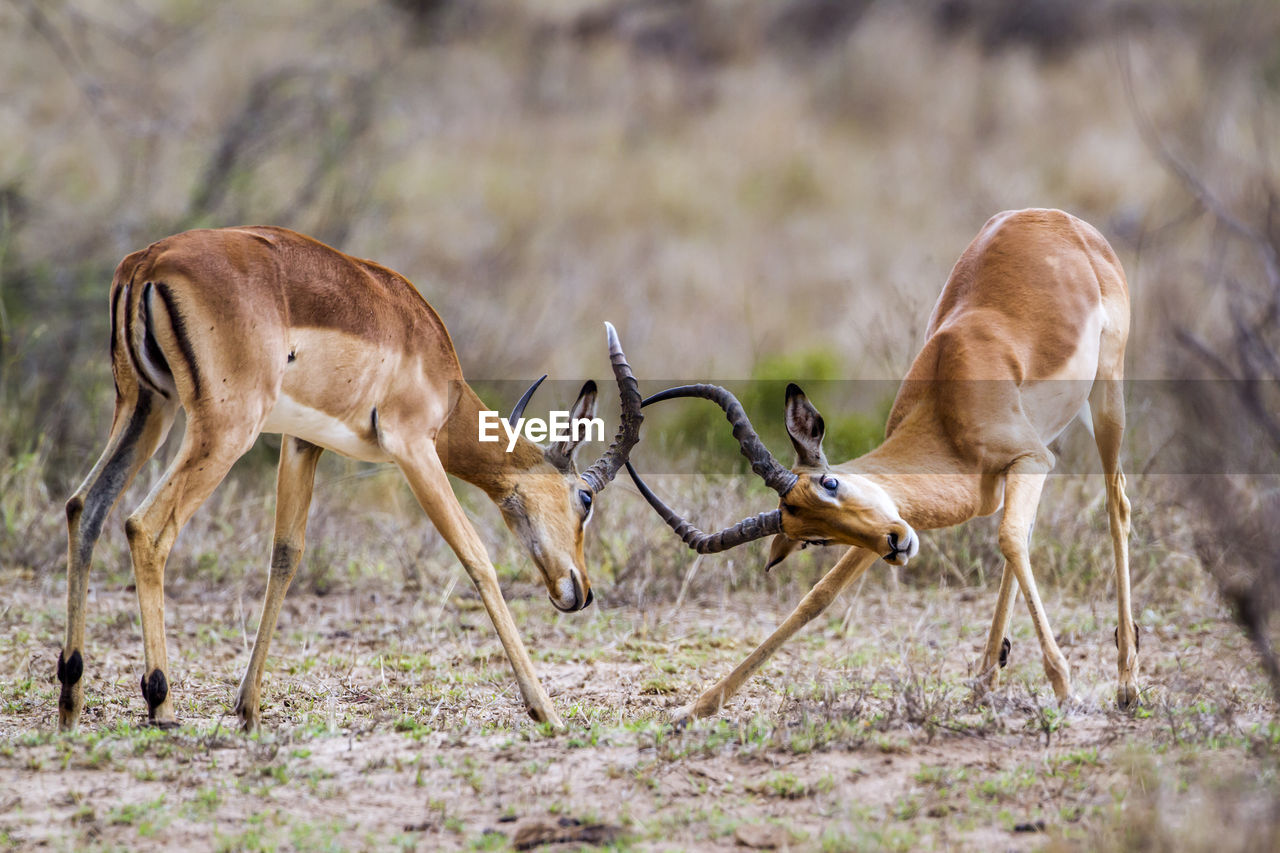 Antelopes fighting on field at national park