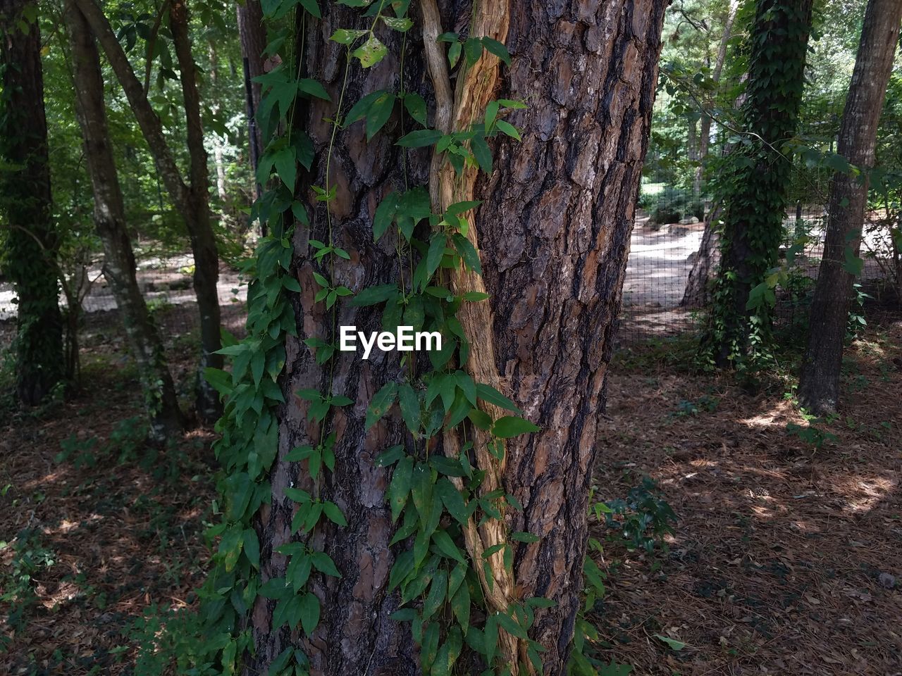 Close-up of tree trunk in forest