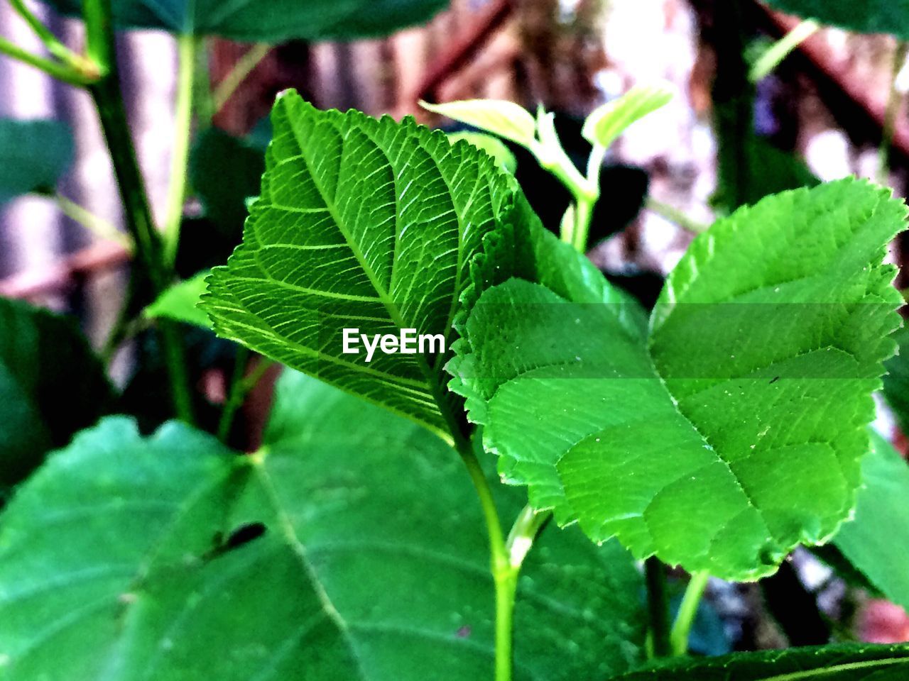 CLOSE-UP OF FRESH GREEN LEAF