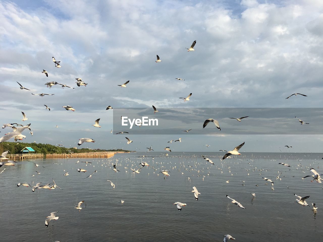 FLOCK OF BIRDS FLYING OVER SEA AGAINST SKY