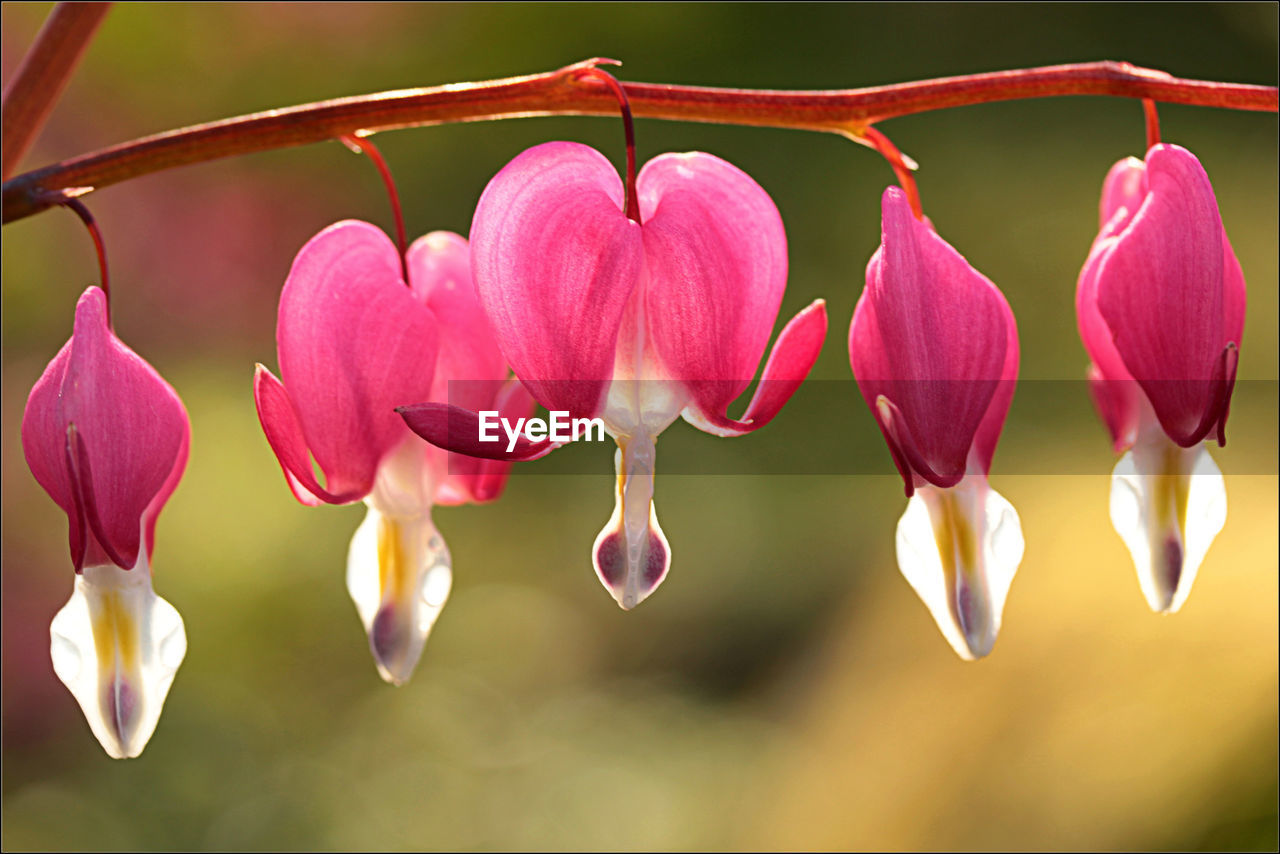 Close-up of pink flowers