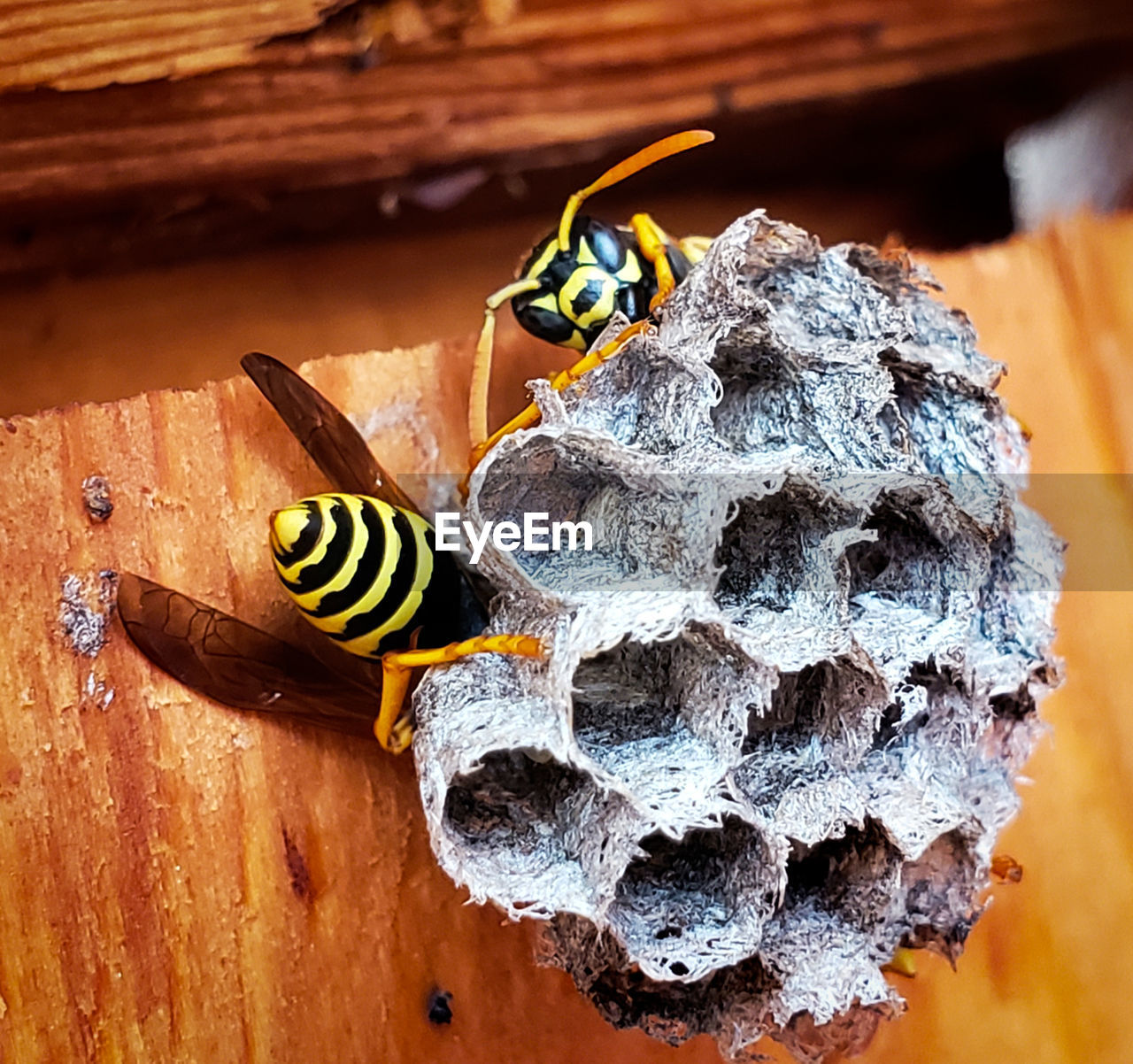 Close-up of wasps and nest on wood