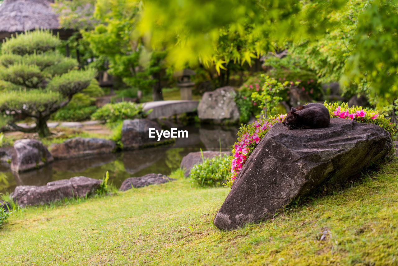 VIEW OF SHEEP ON ROCKS