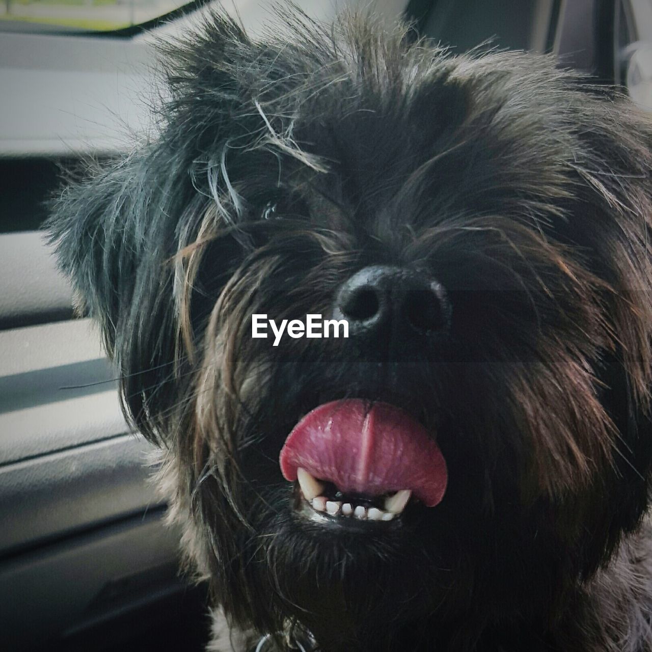 Close-up portrait of dog sticking out tongue at home