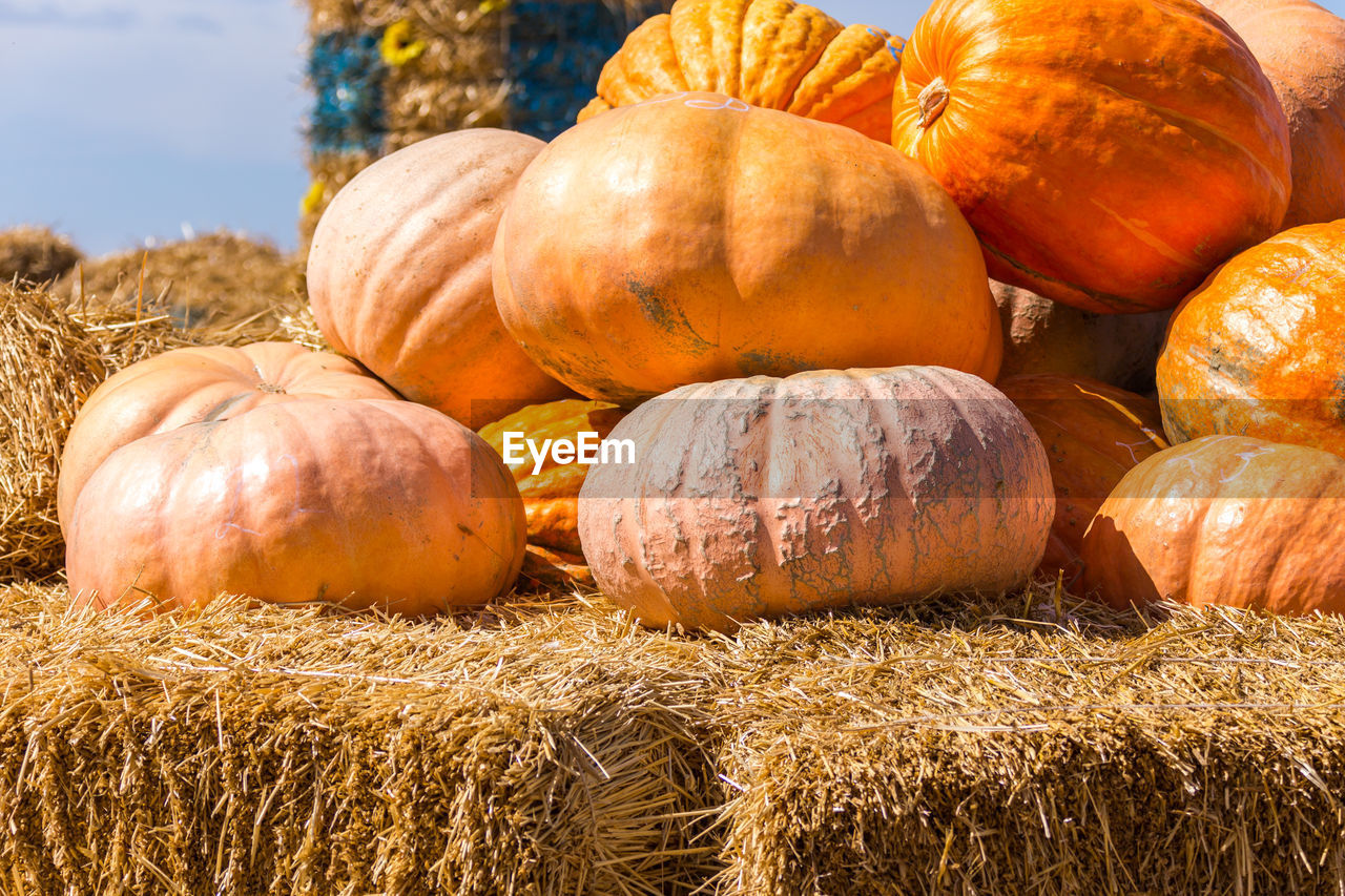 CLOSE-UP OF PUMPKINS ON FIELD AGAINST SKY