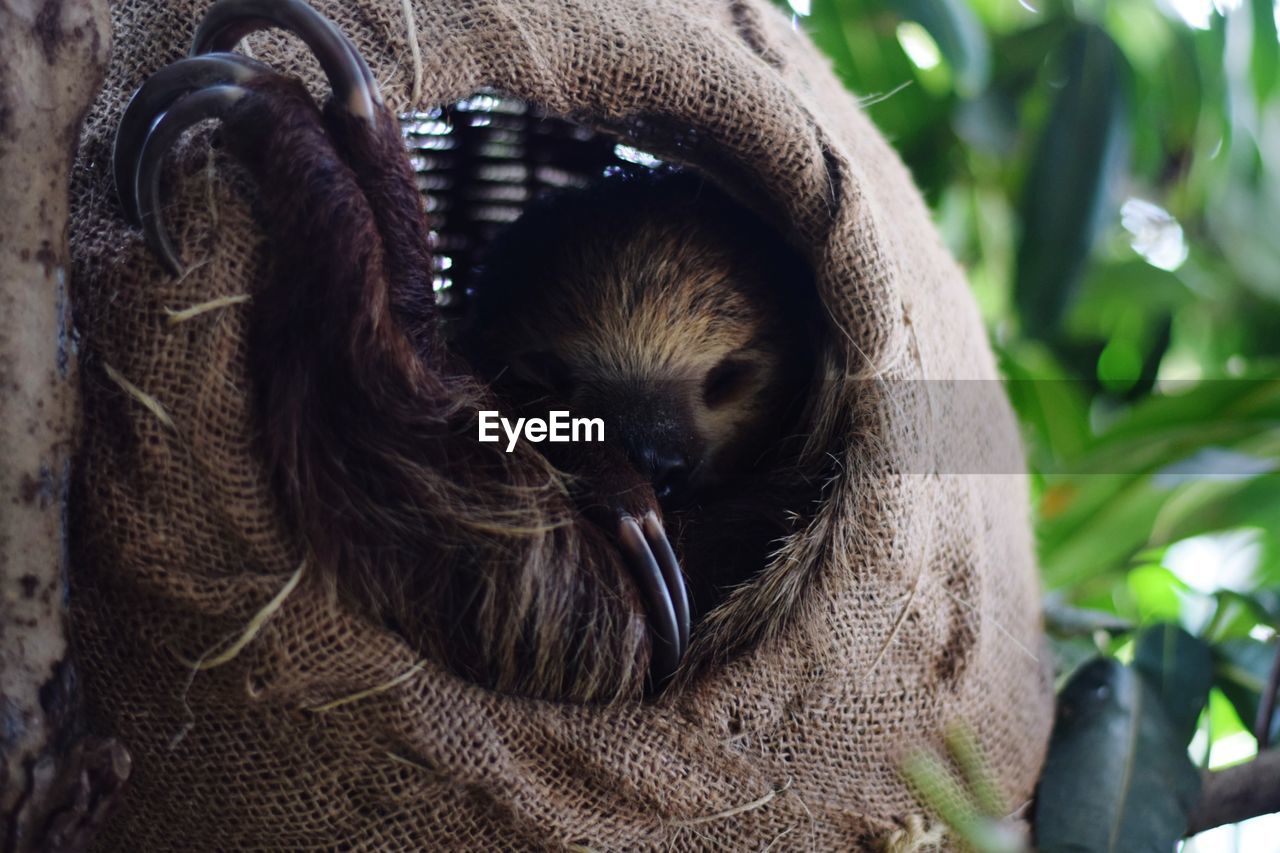 CLOSE-UP PORTRAIT OF A ANIMAL