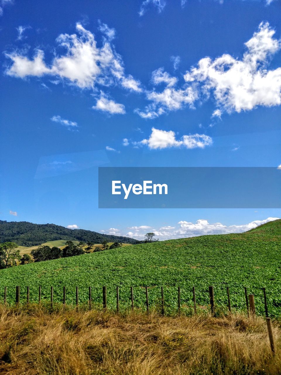 Scenic view of vineyard against sky