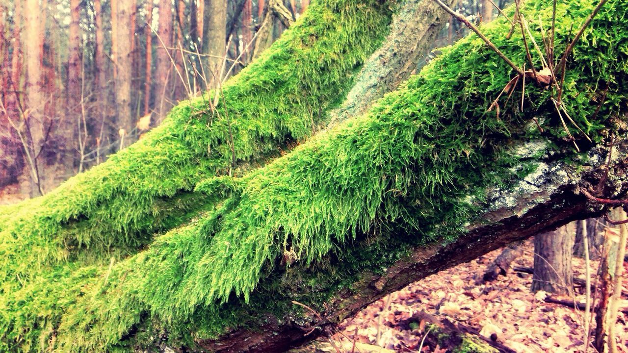 Moss on old fallen tree in forest