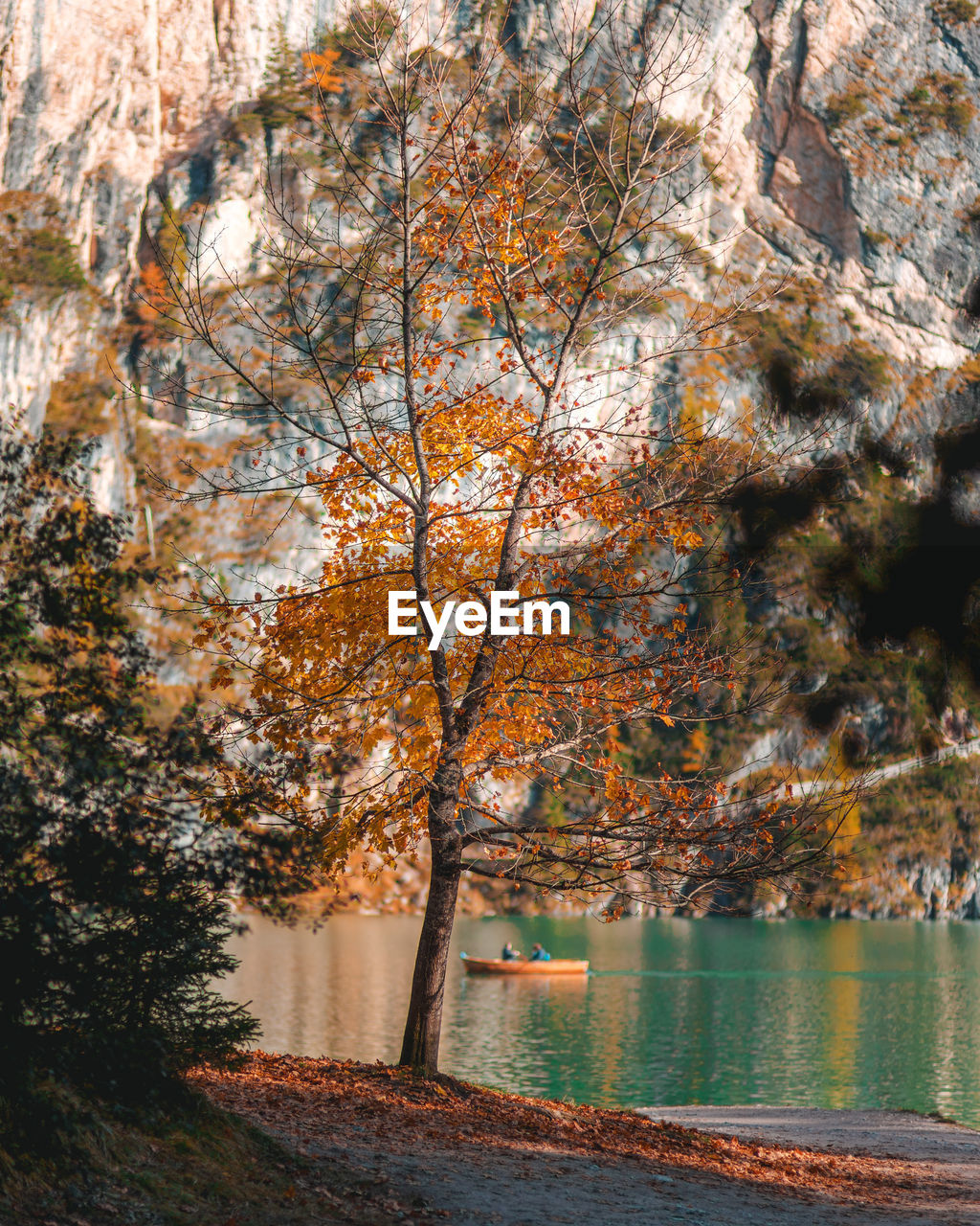 Trees by lake during autumn