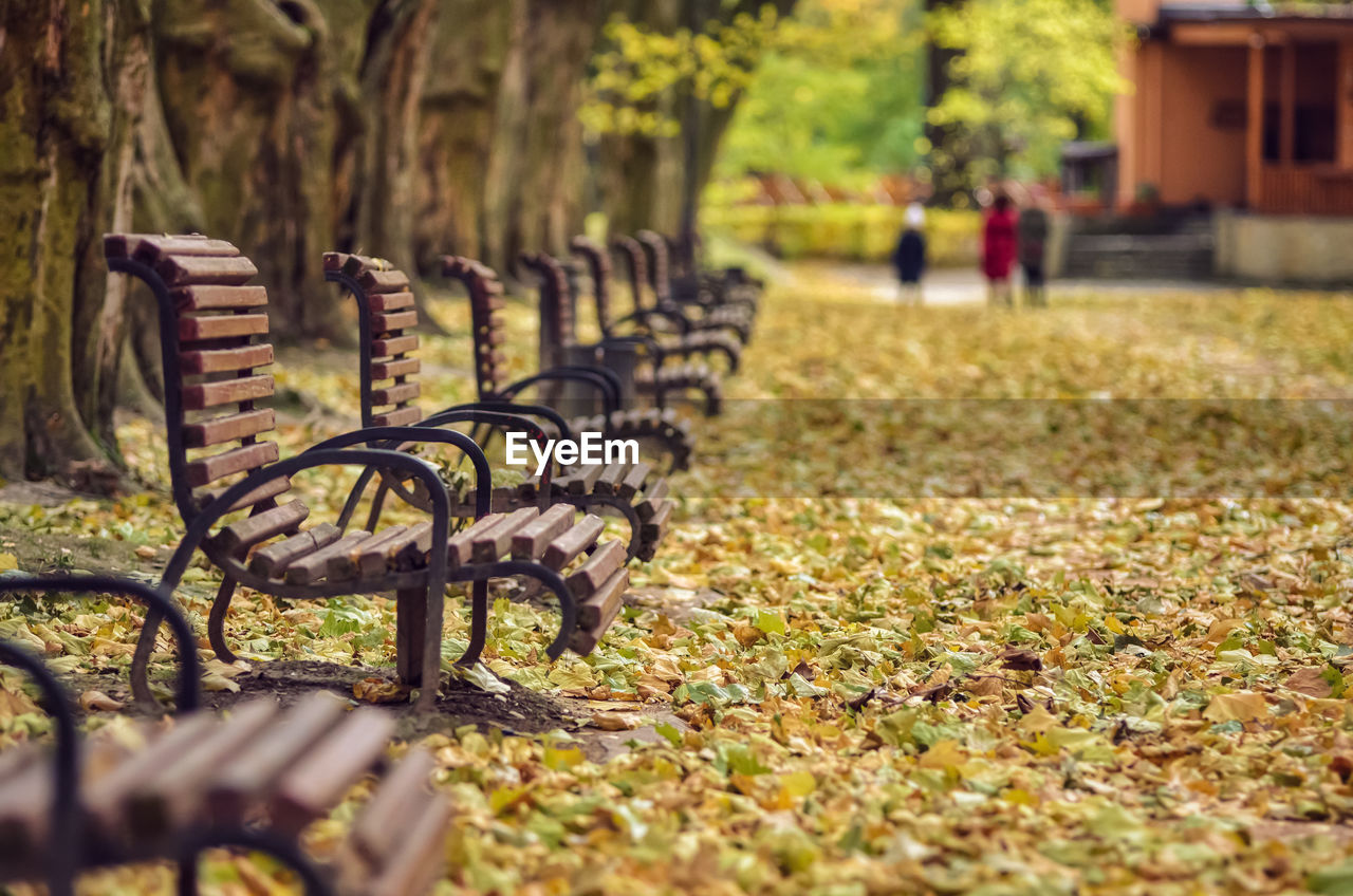 autumn, plant, leaf, tree, nature, day, selective focus, plant part, architecture, no people, outdoors, grass, seat, flower, park, land, sunlight, bench, built structure, park - man made space, field, footpath, tranquility, focus on foreground