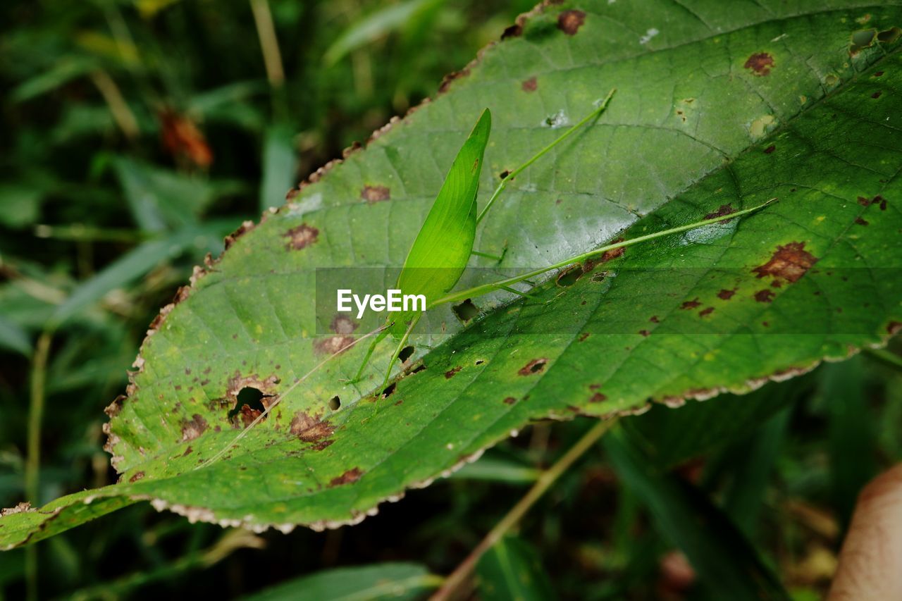 CLOSE-UP OF GREEN INSECT ON LEAVES