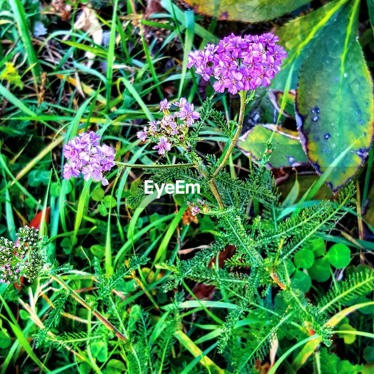 High angle view of purple flowers in field