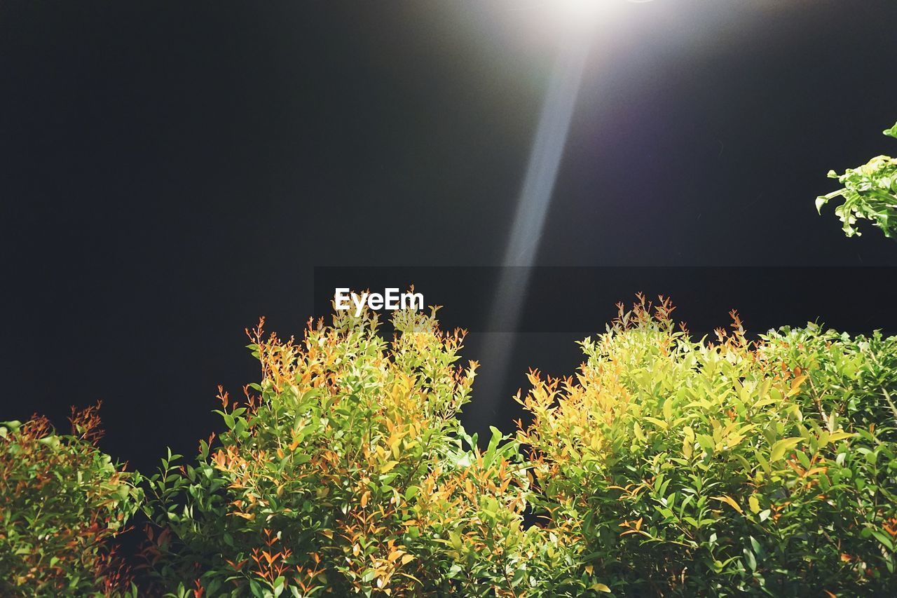 LOW ANGLE VIEW OF PLANTS AGAINST CLEAR SKY