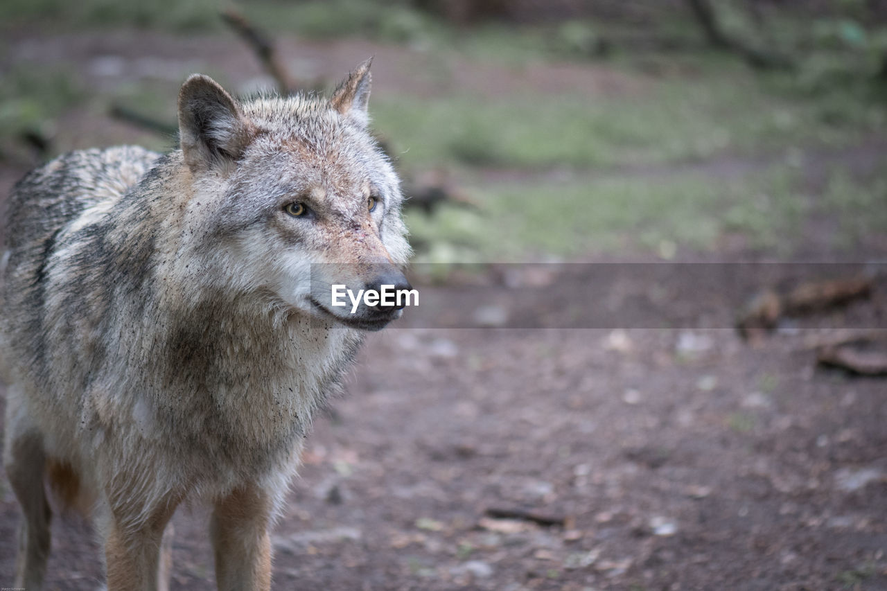 Wolf standing on field