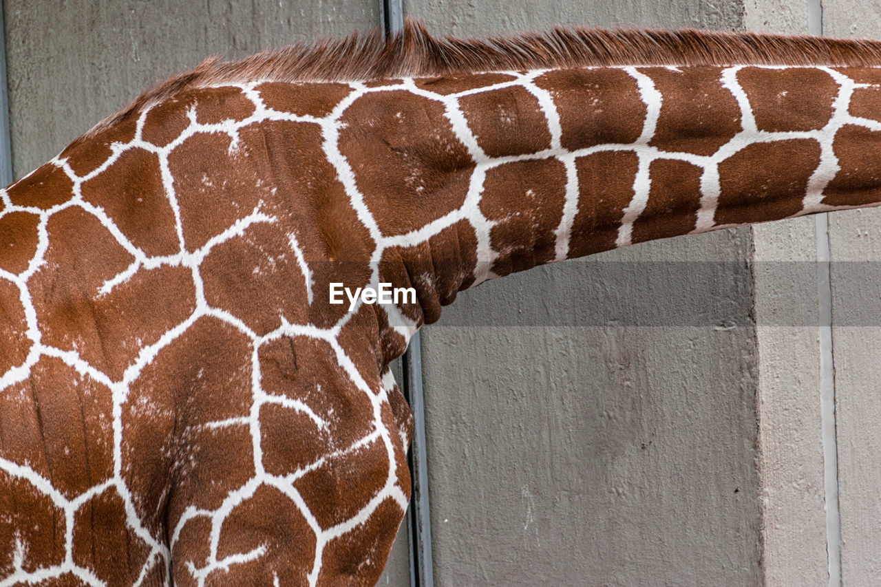 Cropped image of giraffe