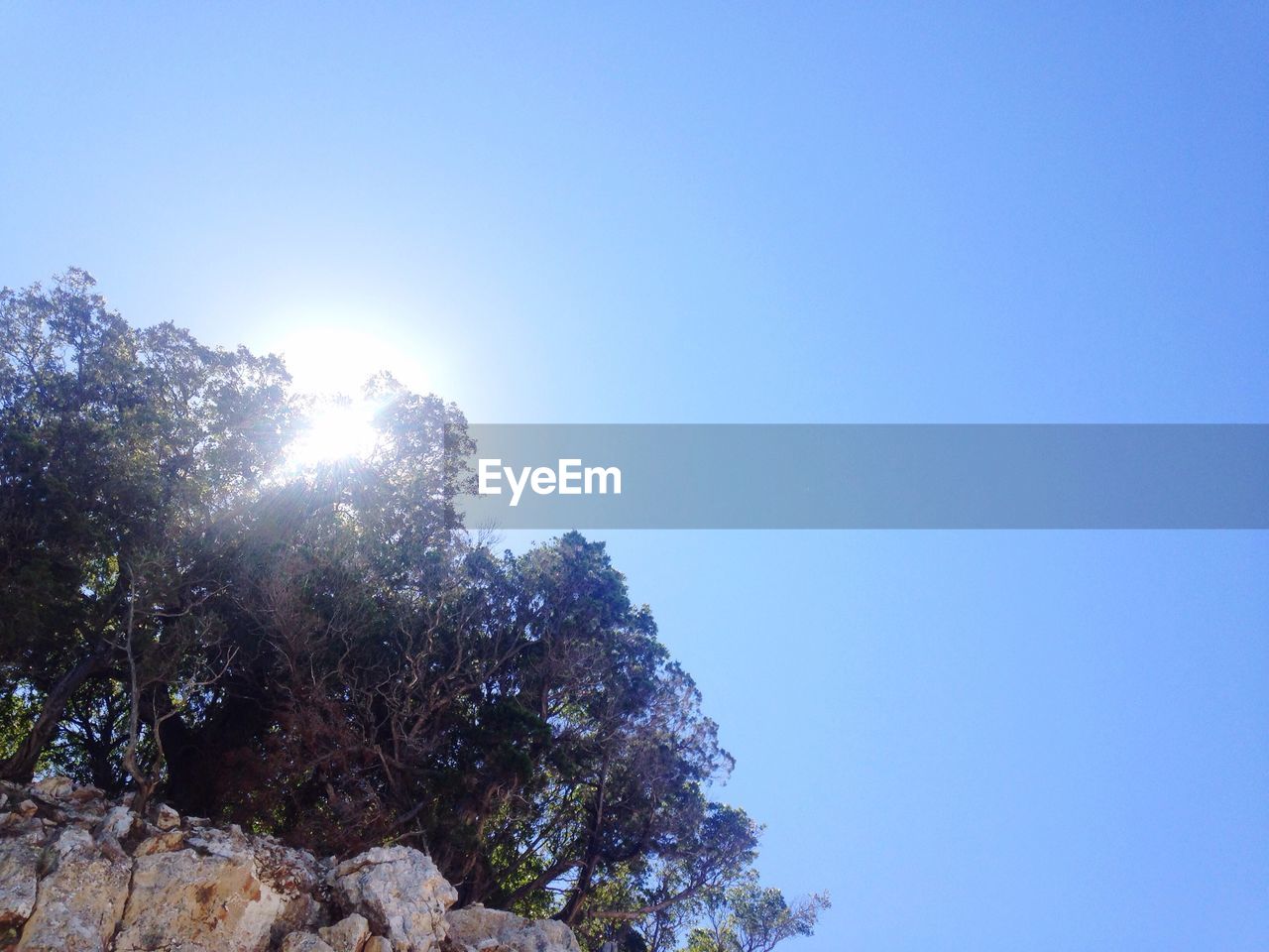 Low angle view of tree against blue sky