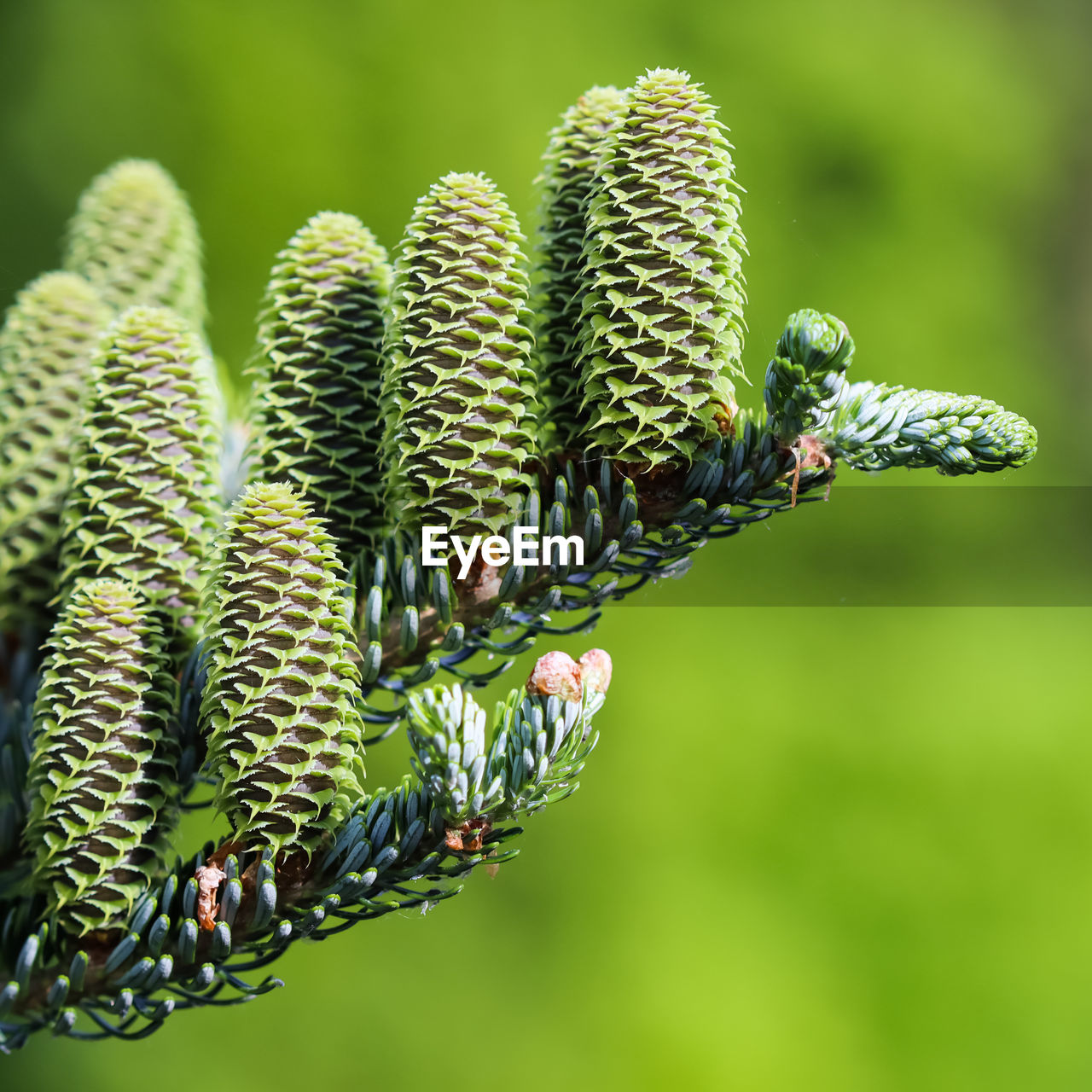 plant, nature, green, close-up, macro photography, animal themes, beauty in nature, flower, focus on foreground, animal, no people, animal wildlife, growth, outdoors, day, wildlife, insect, one animal, plant stem, environment