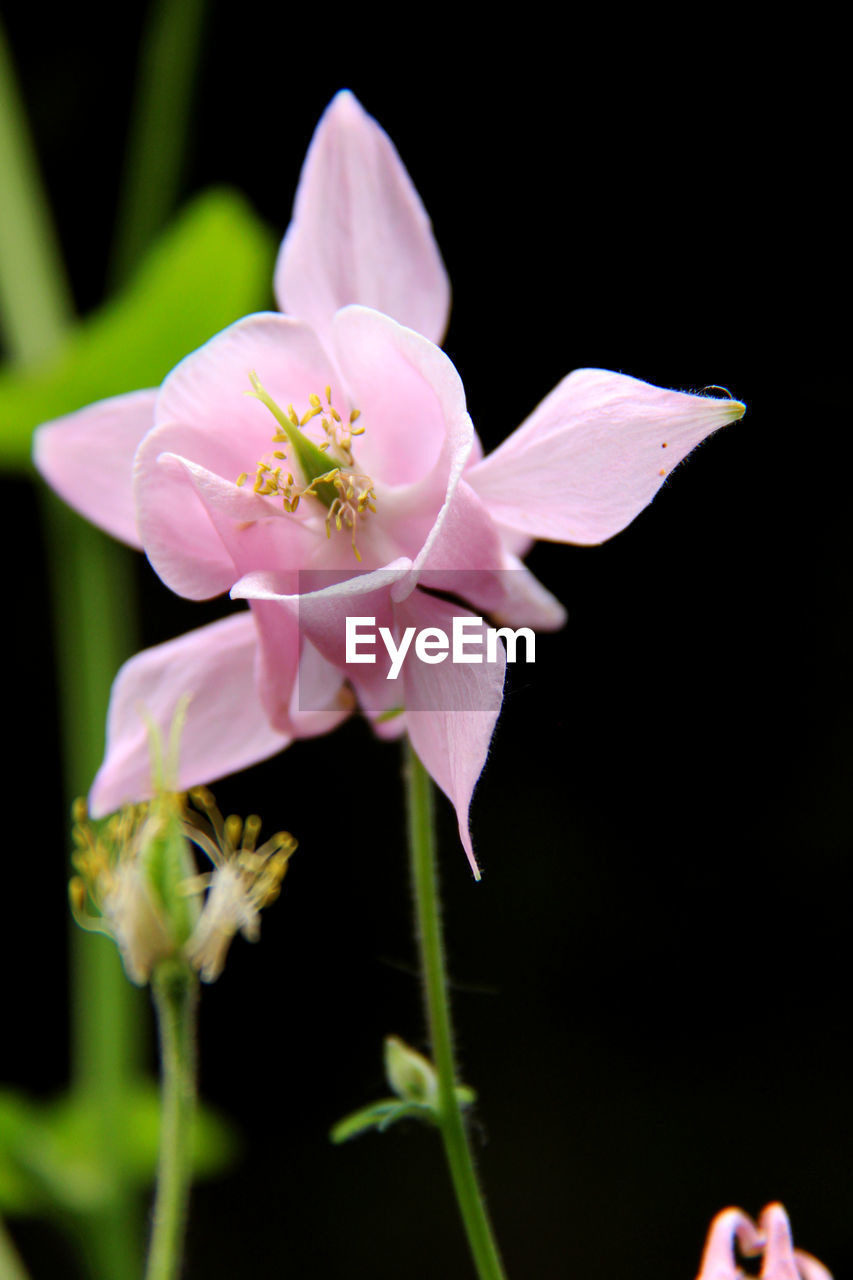 CLOSE-UP OF PINK FLOWERS BLOOMING