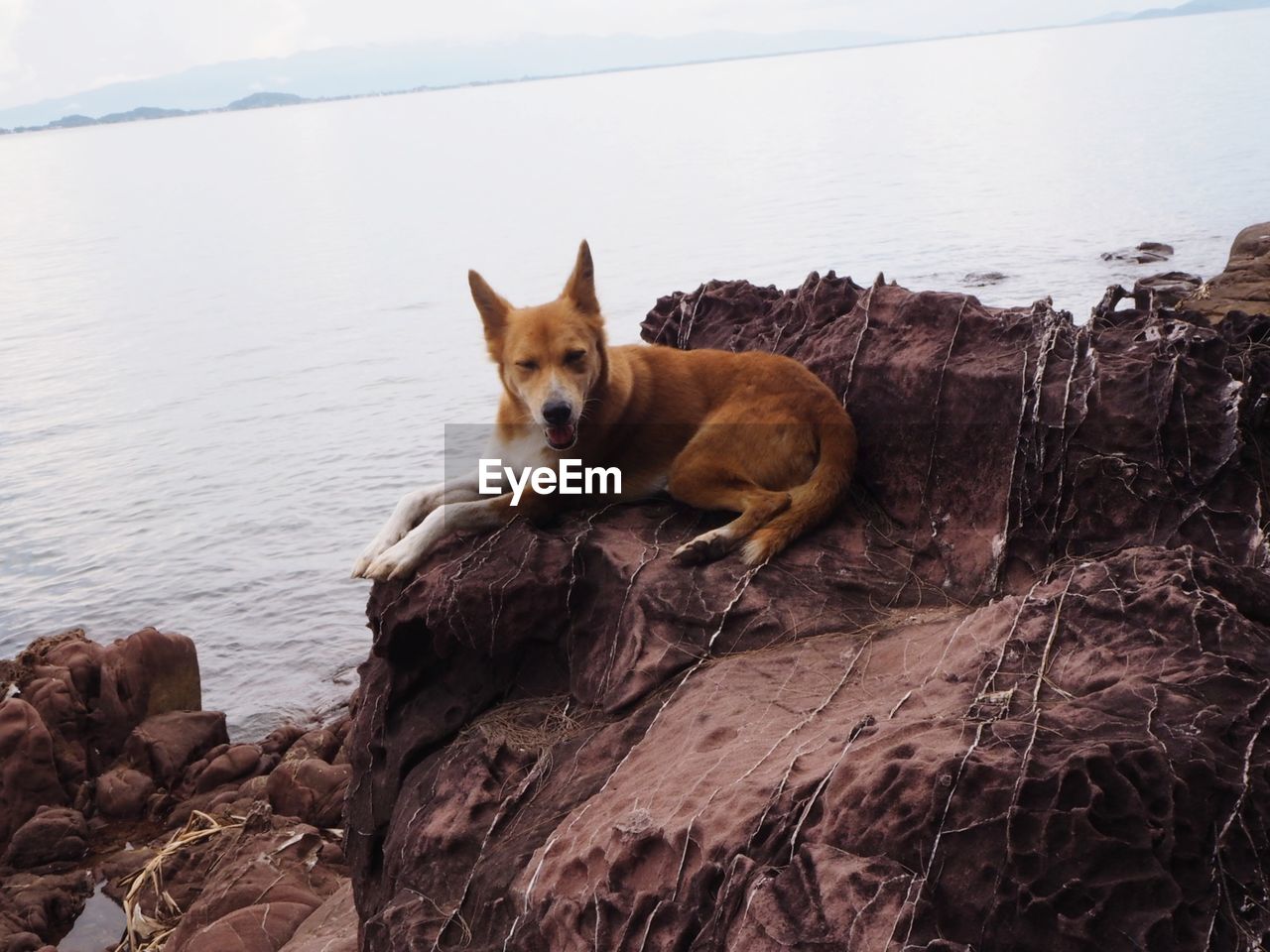 PORTRAIT OF DOG STANDING ON ROCK BY SEA