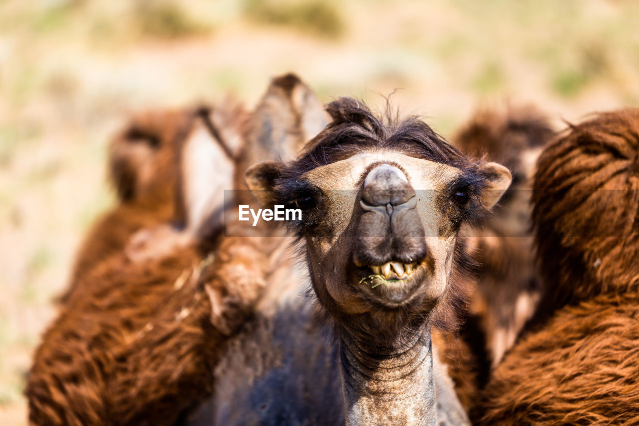 Portrait of camel